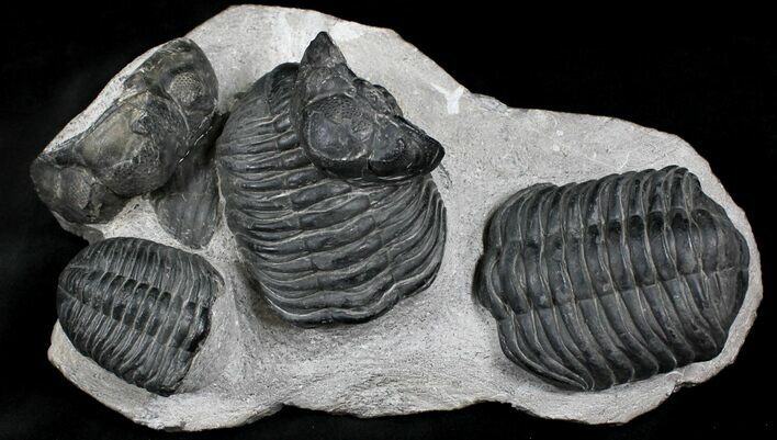 Huge Pedinopariops Trilobite Molts - Mrakib, Morocco #25737